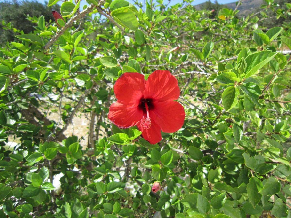Elisso Villas Platis Gialos  Buitenkant foto